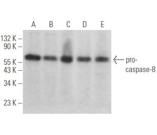 caspase-8 Antibody (3C121) - Western Blotting - Image 353182 