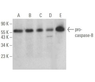 caspase-8 Antibody (4i30) - Western Blotting - Image 353183 