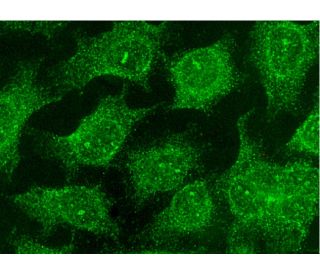 caspase-8 p18 Antibody (D-8) - Immunofluorescence - Image 145283 