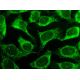 caspase-8 p18 Antibody (E-8) - Immunofluorescence - Image 145440 