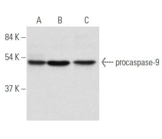 caspase-9 Antibody (1-2) - Western Blotting - Image 17528 