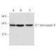 caspase-9 Antibody (1-2) - Western Blotting - Image 17528 