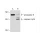 caspase-9 Antibody (1-2) - Western Blotting - Image 143496 