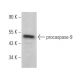 caspase-9 Antibody (1-2) - Western Blotting - Image 372936
