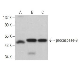 caspase-9 Antibody (10.1.87) - Western Blotting - Image 379975 