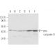 caspase-9 Antibody (3C122) - Western Blotting - Image 17124
