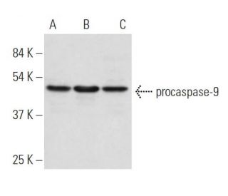 caspase-9 Antibody (3C122) - Western Blotting - Image 17527 
