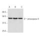 caspase-9 Antibody (3C122) - Western Blotting - Image 17527 