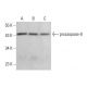 caspase-9 Antibody (3C122) - Western Blotting - Image 379981 