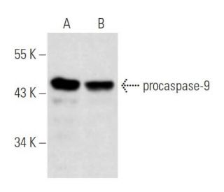 caspase-9 Antibody (4i31) - Western Blotting - Image 17800