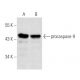 caspase-9 Antibody (4i31) - Western Blotting - Image 17800