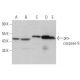 caspase-9 Antibody (9CSP01) - Western Blotting - Image 360882 