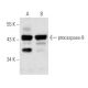 caspase-9 Antibody (9CSP02) - Western Blotting - Image 17801