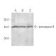 caspase-9 Antibody (LAP 96-2-22) - Western Blotting - Image 14375