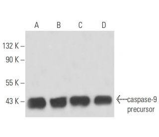 caspase-9 Antibody (LAP 96-2-22) - Western Blotting - Image 15528 