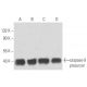 caspase-9 Antibody (LAP 96-2-22) - Western Blotting - Image 15528 