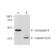 caspase-9 Antibody (LAP 96-2-22) - Western Blotting - Image 143498 