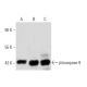 caspase-9 p35 Antibody (A-9) - Western Blotting - Image 41642 