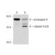 caspase-9 p35 Antibody (A-9) - Western Blotting - Image 143499