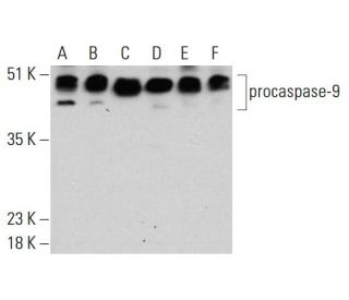caspase-9 p35 Antibody (A-9) - Western Blotting - Image 386913 