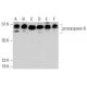 caspase-9 p35 Antibody (A-9) - Western Blotting - Image 386913 