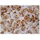 CASPR Antibody (E-8) - Immunohistochemistry - Image 160190 