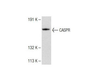 CASPR Antibody (E-8) - Western Blotting - Image 147825 