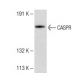 CASPR Antibody (E-8) - Western Blotting - Image 147825 