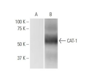 CAT-1 Antibody (2B9) - Western Blotting - Image 347577 
