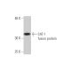 CAT-1 Antibody (2B9) - Western Blotting - Image 348846