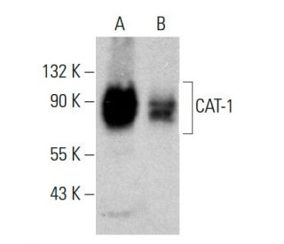 CAT-1 Antibody (F-2) - Western Blotting - Image 364817Each CRISPR/Cas9 Knockout (KO) Plasmid product consists of a pool of 3 plasmids designed to ensure identification and cleavage of a specific gene for maximum knockout efficiency. Each plasmid encodes a unique 20 nt sequence derived from the GeCKO (v2) library.