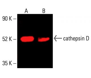 cathepsin D Antibody (E-7) - Western Blotting - Image 412375 