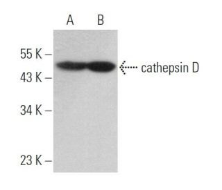 cathepsin D Antibody (D-7) - Western Blotting - Image 369853