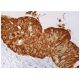 cathepsin E Antibody (E-8) - Immunohistochemistry - Image 159165 