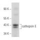 cathepsin E Antibody (E-8) - Western Blotting - Image 358026 
