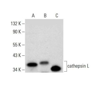 cathepsin L Antibody (B-8) - Western Blotting - Image 297996 