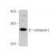cathepsin L Antibody (CPLH-3G10) - Western Blotting - Image 355315