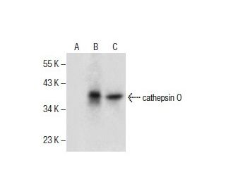 cathepsin O Antibody (E-7) - Western Blotting - Image 286110