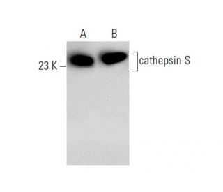 cathepsin S Antibody (E-3) - Western Blotting - Image 135499 