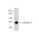 cathepsin V Antibody (CV55-3G11) - Western Blotting - Image 11774