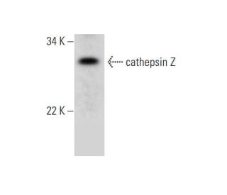 cathepsin Z Antibody (F-6) - Western Blotting - Image 289955The Double Nickase Plasmid features a U6 promoter for sgRNA expression, a 20 nt targeting sequence, and a gRNA scaffold to guide Cas9n. It includes a CBh promoter for Cas9n (D10A) and puromycin resistance, GFP for transfection verification, and nuclear localization signals (NLS). The 2A peptide allows co-expression of Cas9n and Puro from a single promoter, enabling precise genome editing with reduced off-target effects.