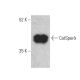 CatSperδ Antibody (A-7) - Western Blotting - Image 400983
