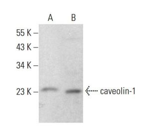 caveolin-1 Antibody (7C8) - Western Blotting - Image 381275