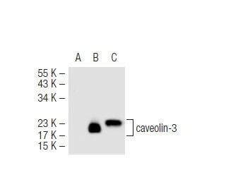 caveolin-3 Antibody (A-3) - Western Blotting - Image 45027