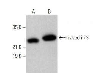 caveolin-3 Antibody (C-2) - Western Blotting - Image 377567