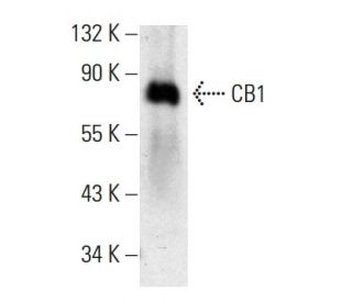 CB1/Cannabinoid Receptor 1/CNR1 Antibody (C-11) - Western Blotting - Image 388045