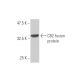 CB2/Cannabinoid Receptor 2/CNR2 Antibody (3C7) - Western Blotting - Image 348458