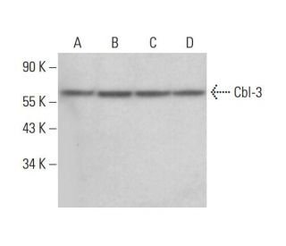 Cbl-3 Antibody (G-6) - Western Blotting - Image 378046 