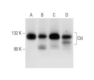 Cbl Antibody (C-3) - Western Blotting - Image 296267 