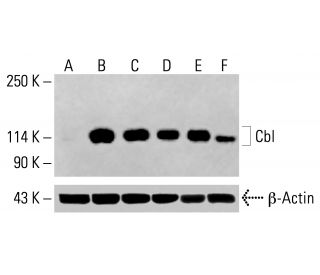 Cbl Antibody (G-12) - Western Blotting - Image 415386